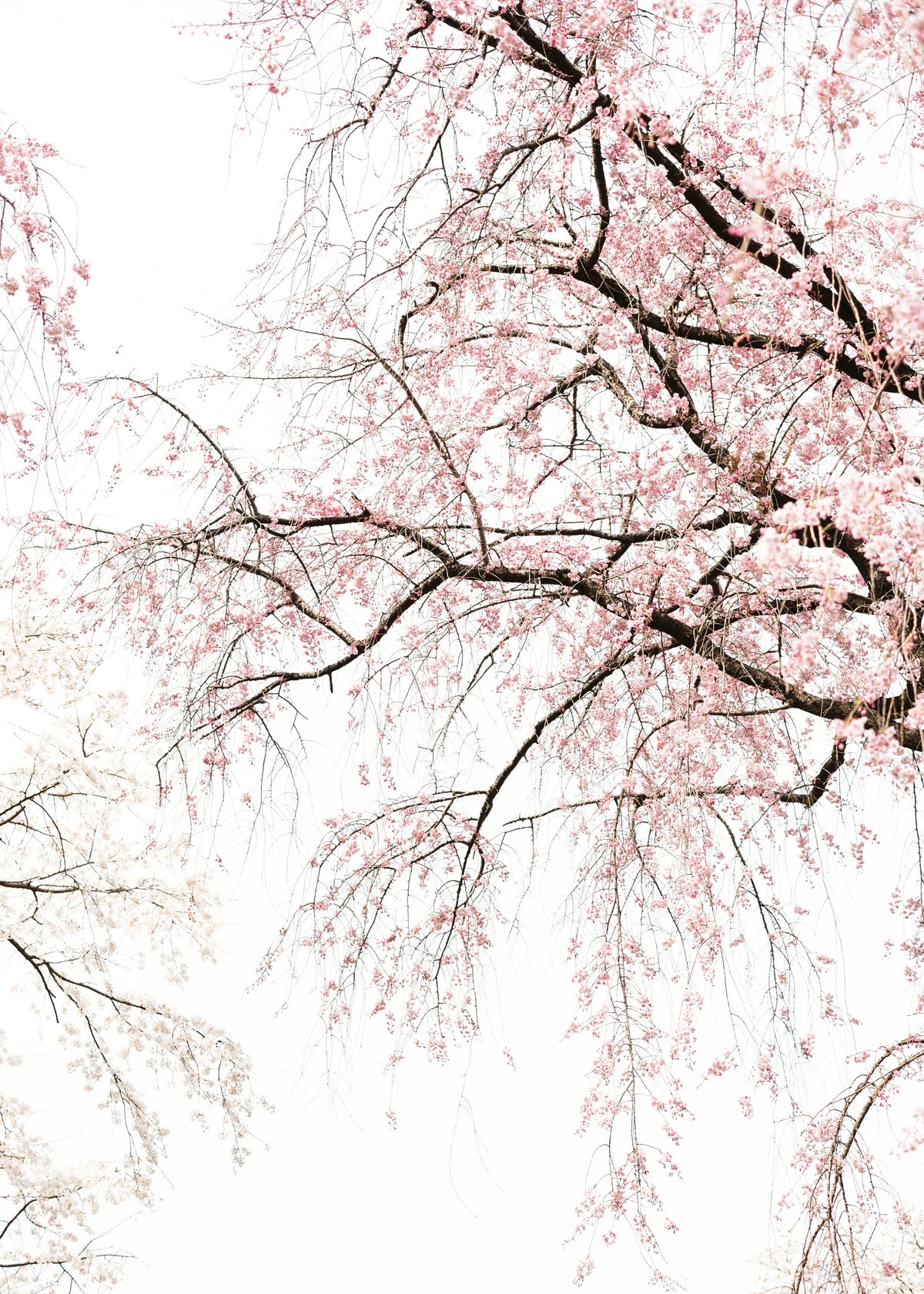 Cherry blossom - Unframed art print