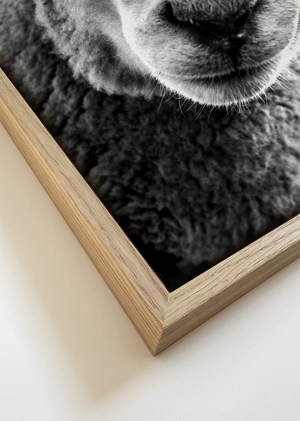 Curious sheep