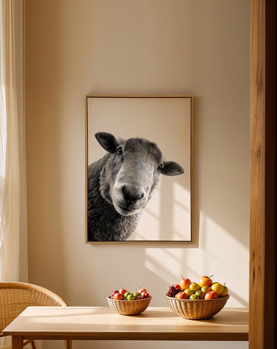 Curious sheep - Lienzo en ambiente