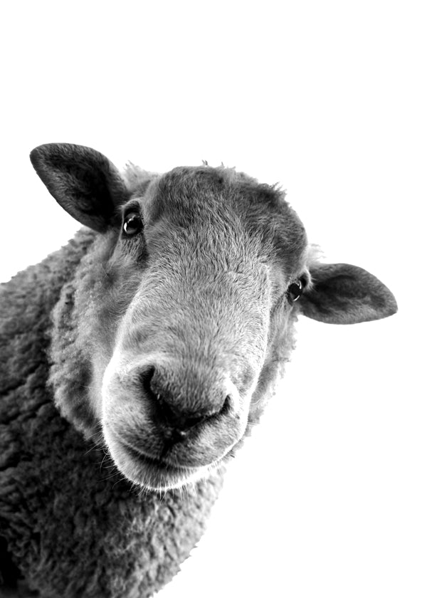 Curious sheep