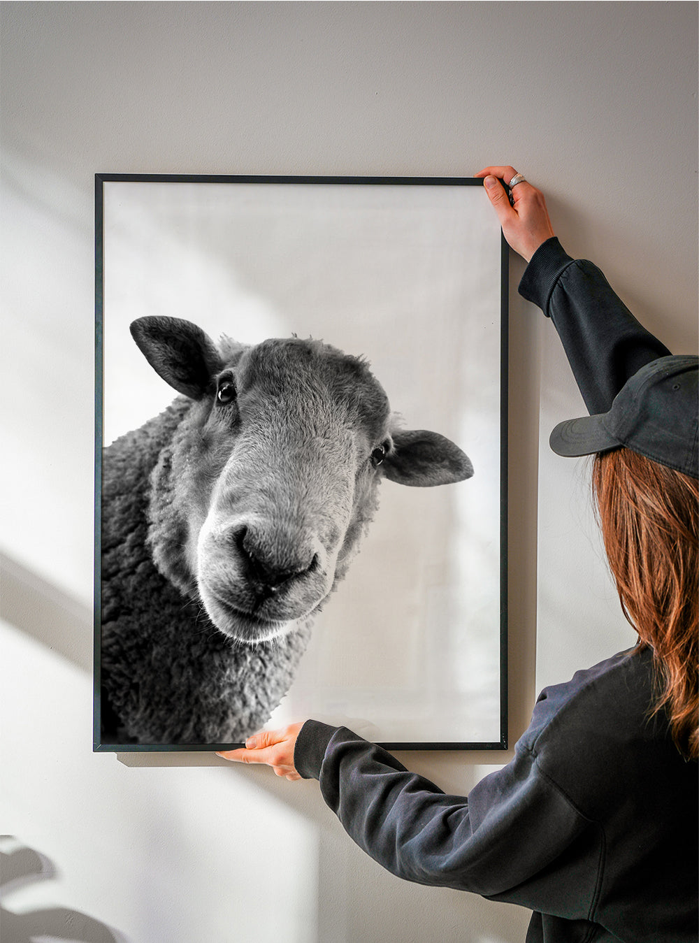 Curious sheep