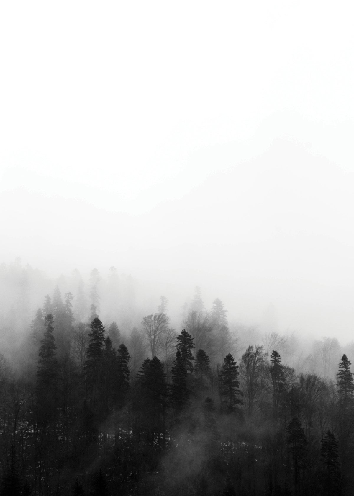 Haunted forest - Obra sin marco