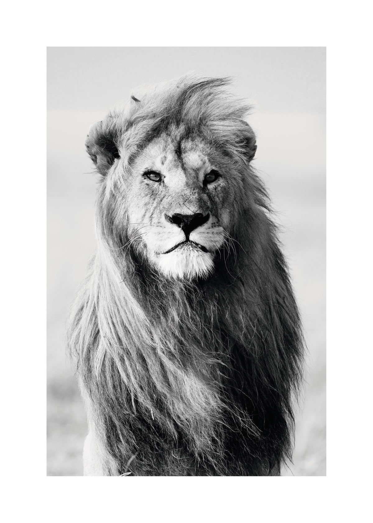 Majestic lion - Unframed art print