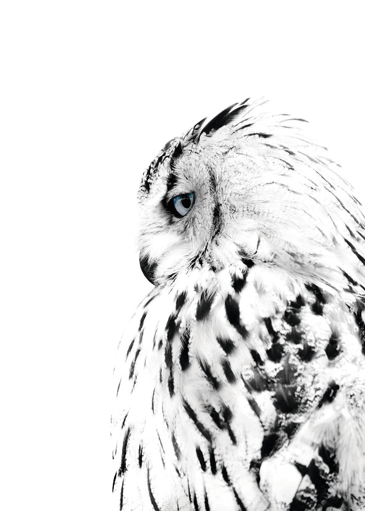 White owl - Unframed art print