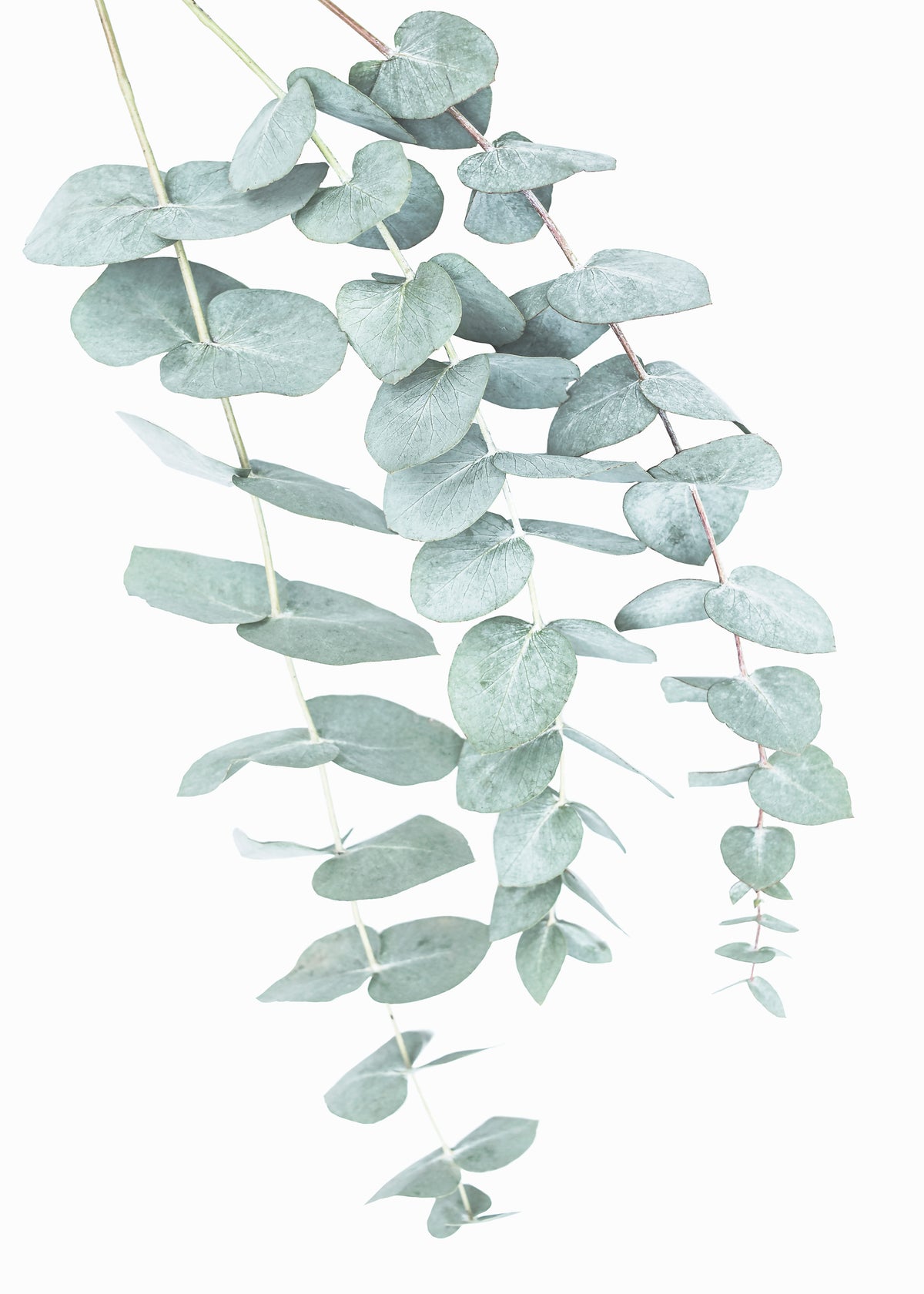 Eucalyptus I - Unframed art print