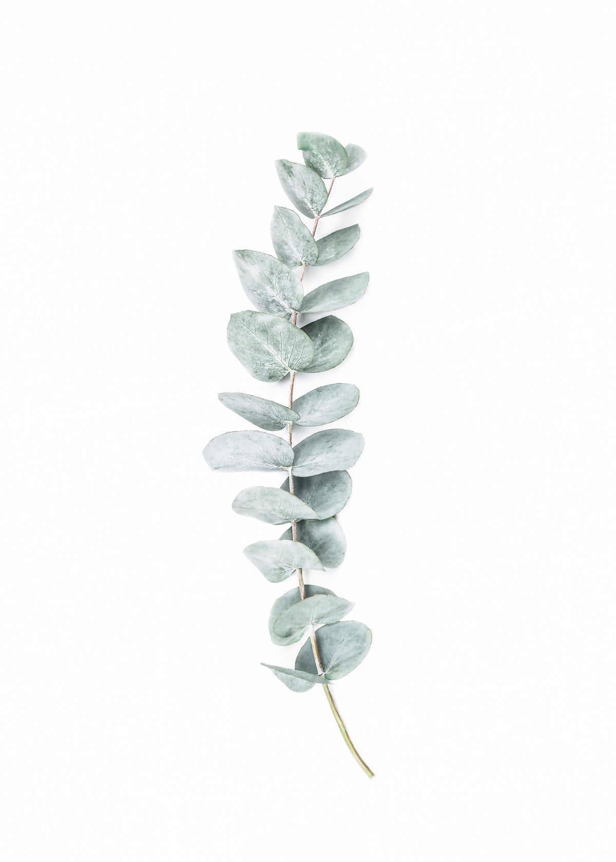 Eucalyptus II - Unframed art print