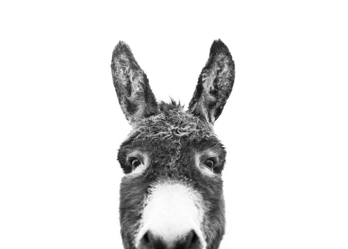 Hey donkey BW - Obra sin marco