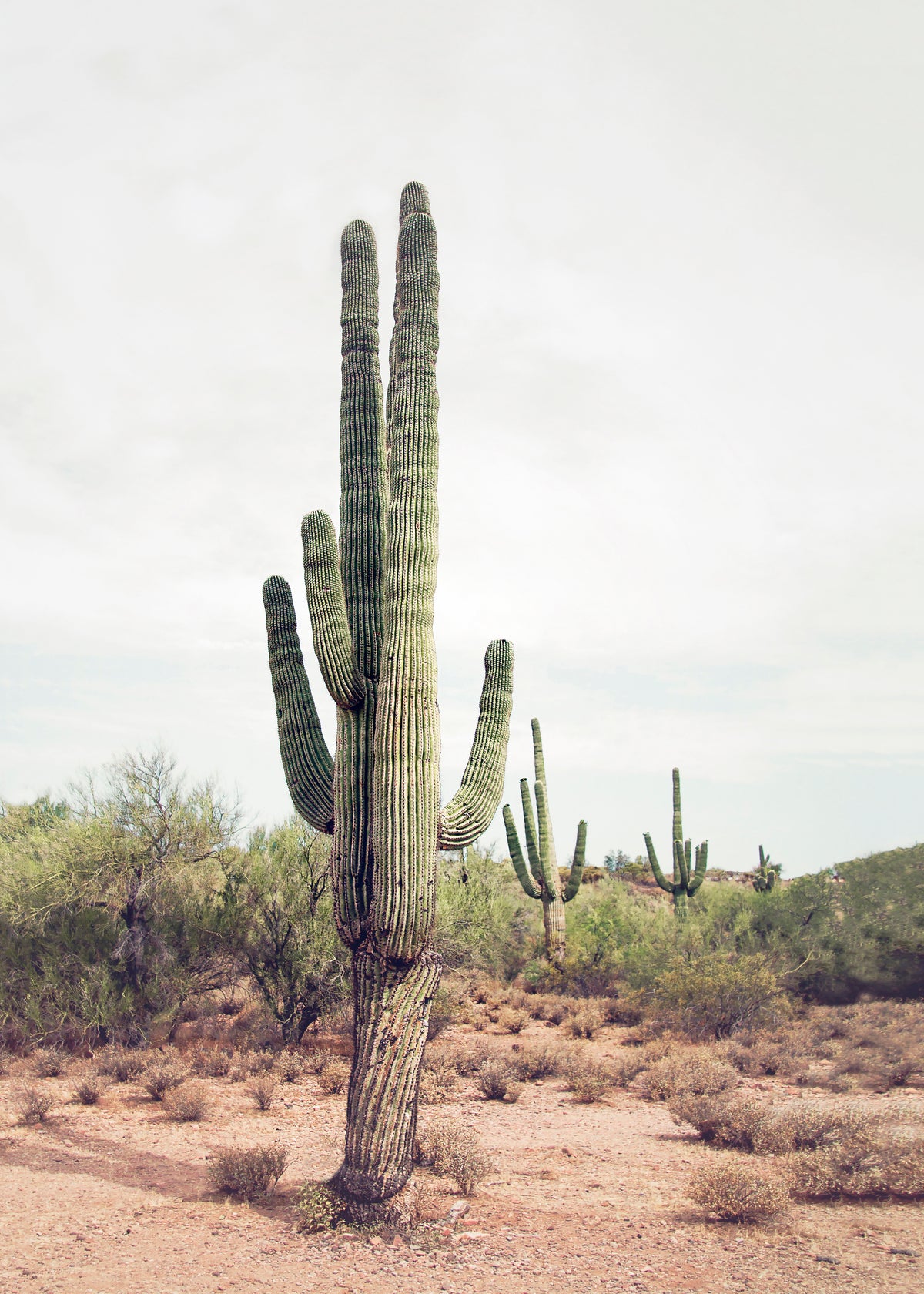 Desert cactus - Unframed art print