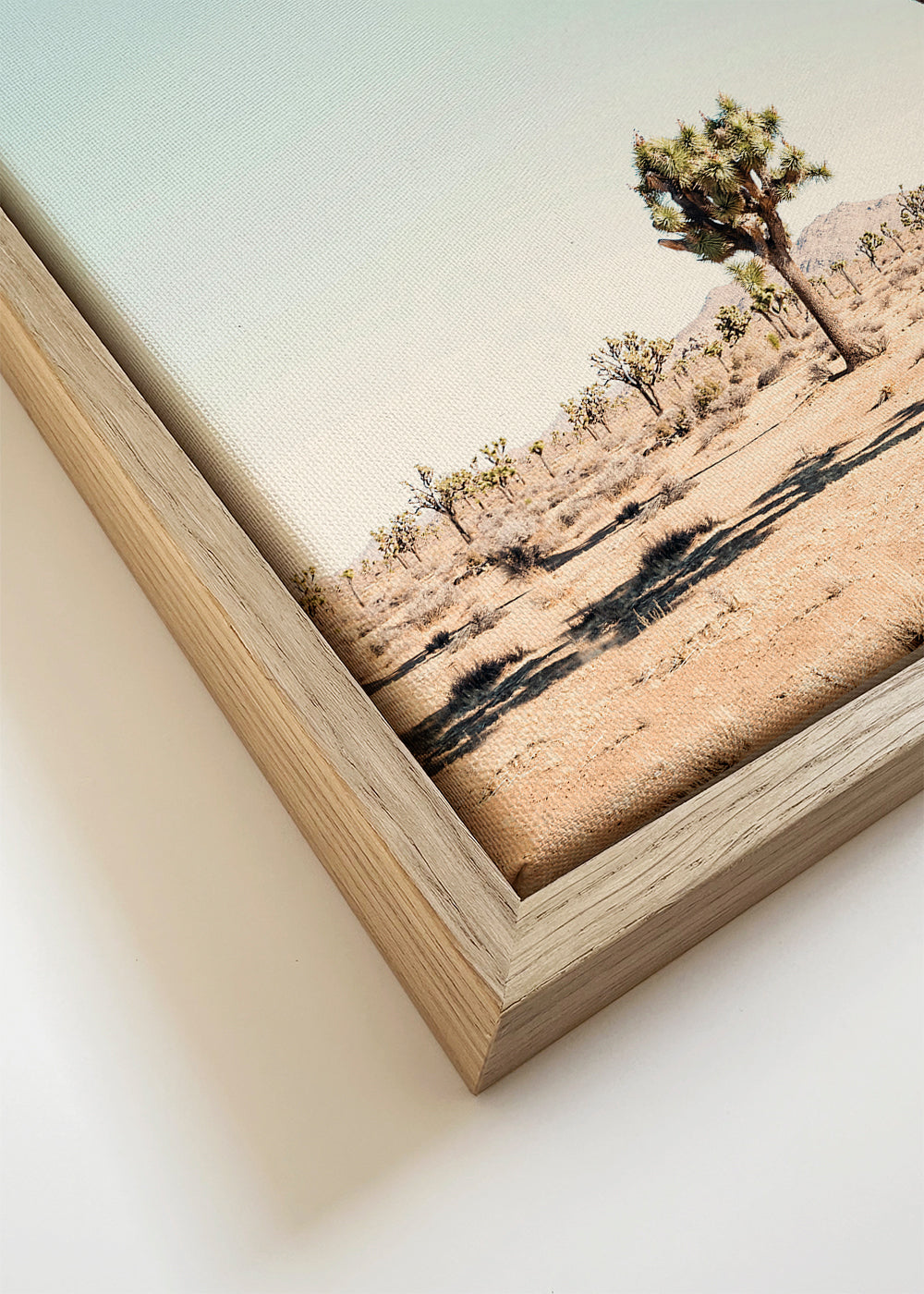 Joshua tree