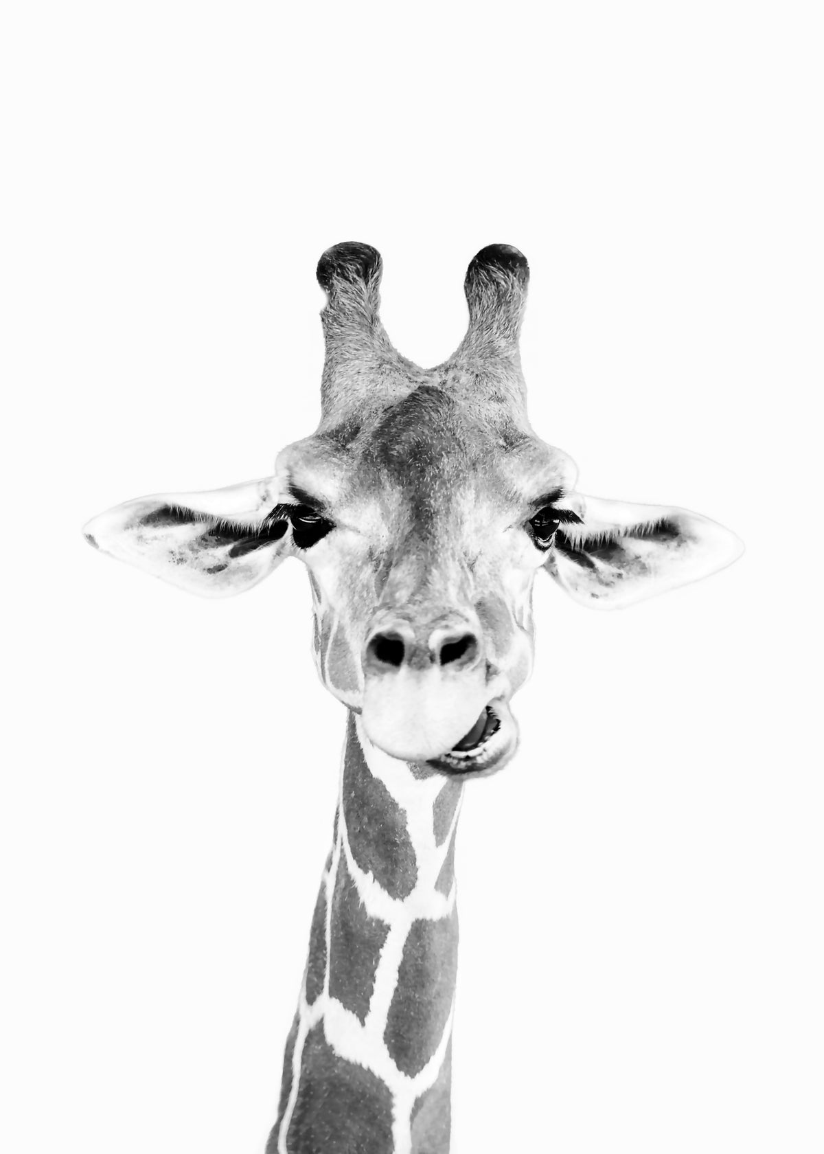 Baby giraffe - Unframed art print