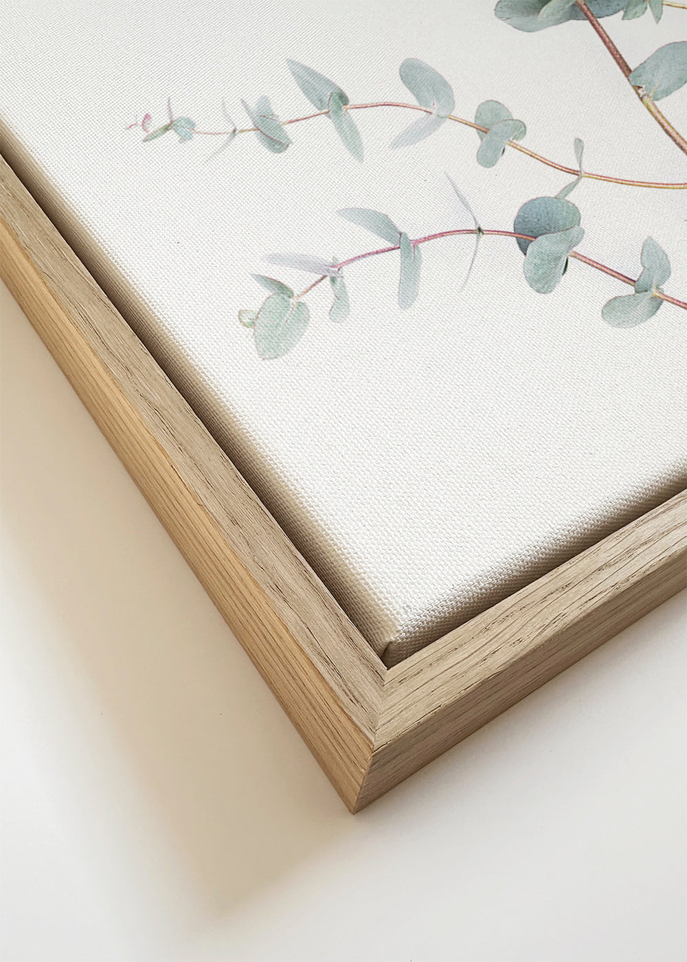 Eucalyptus Branch