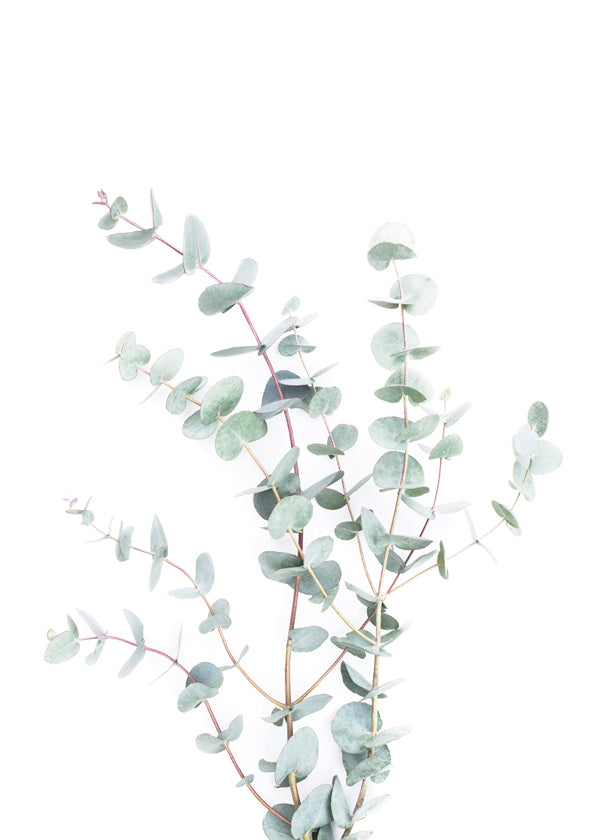 Eucalyptus Branch