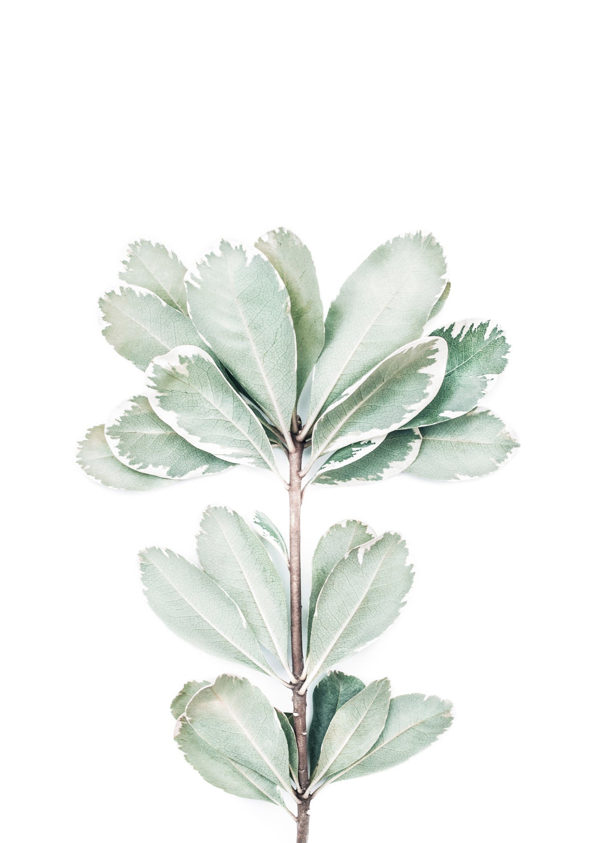 Foliage - Unframed art print