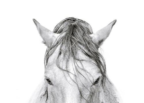 Horses Head 2