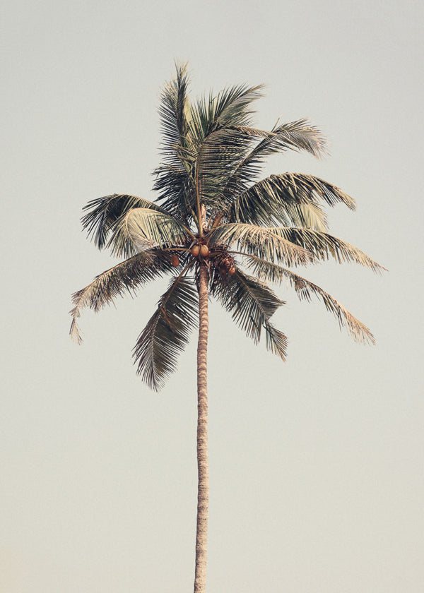 Palm tree by the beach