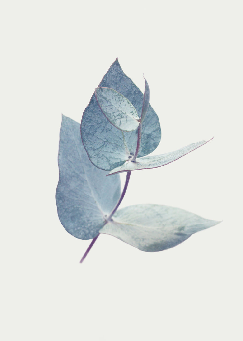 Eucalyptus I - Unframed art print