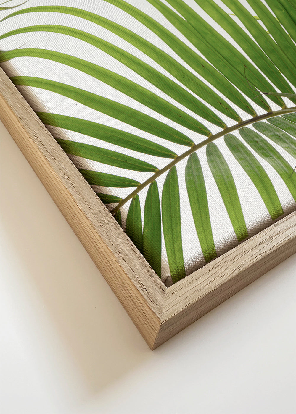 Palm Leaves 02