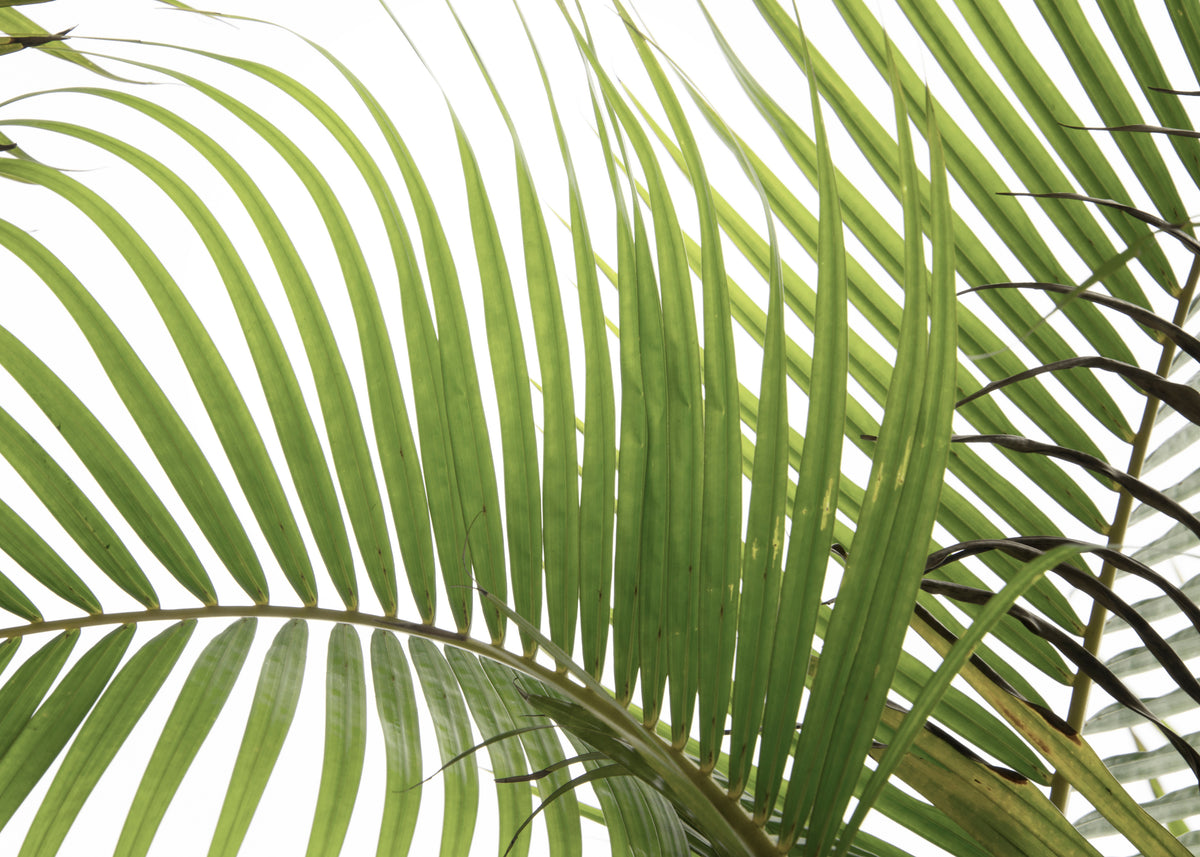 Palm Leaves 02 - Unframed art print