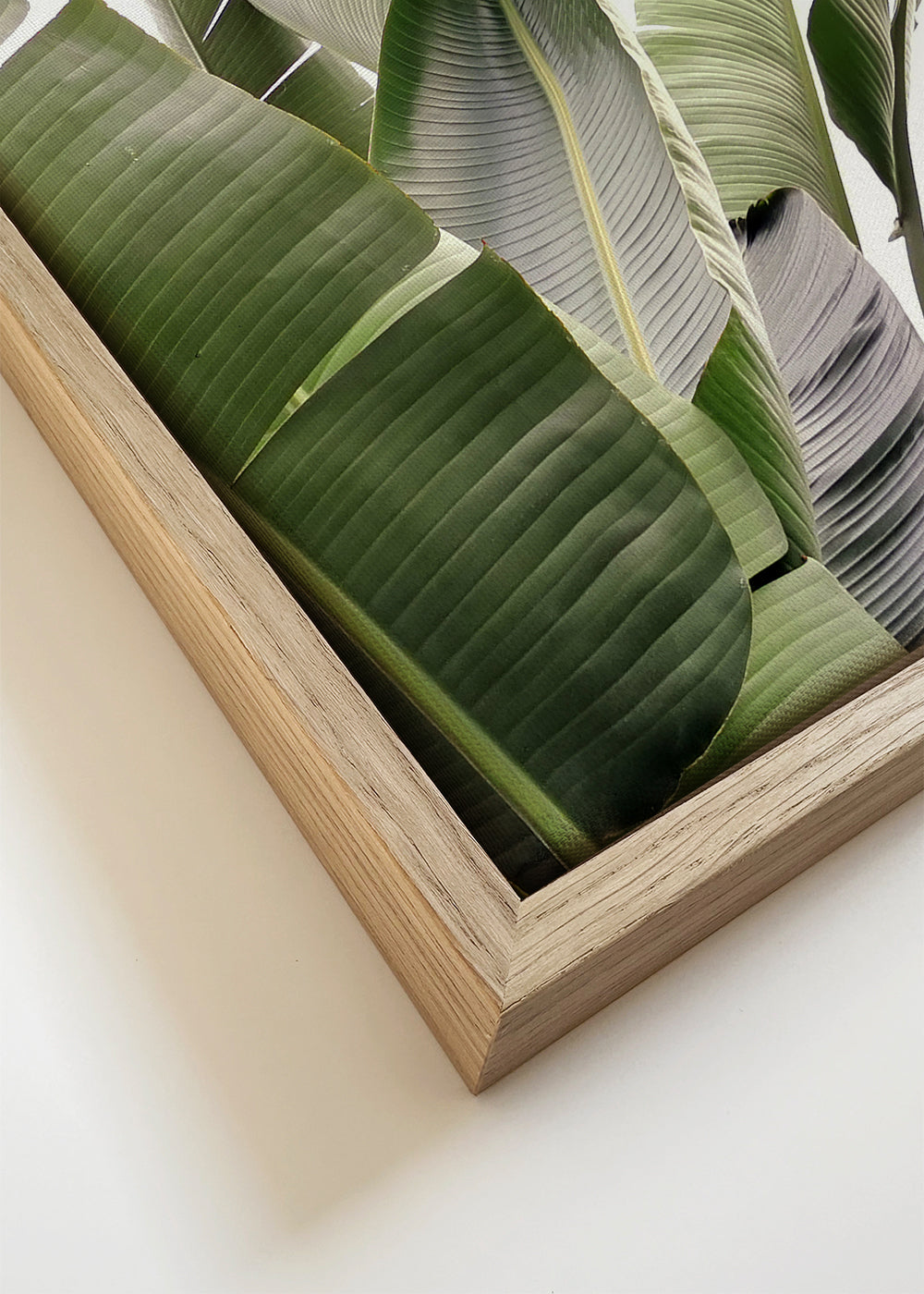 Travellers Palm Leaves 01