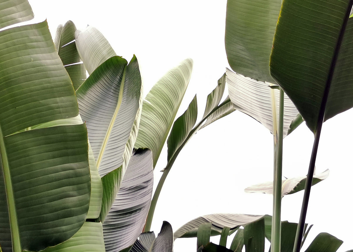 Travellers Palm Leaves 01 - Unframed art print