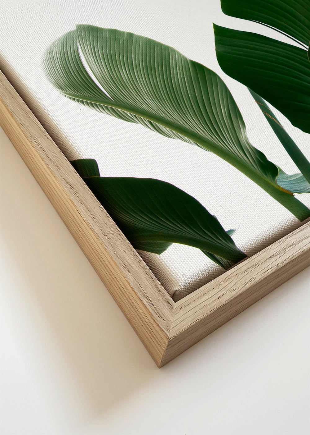 Travellers Palm Leaves 06