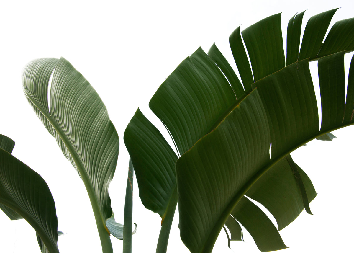 Travellers Palm Leaves 06 - Unframed art print