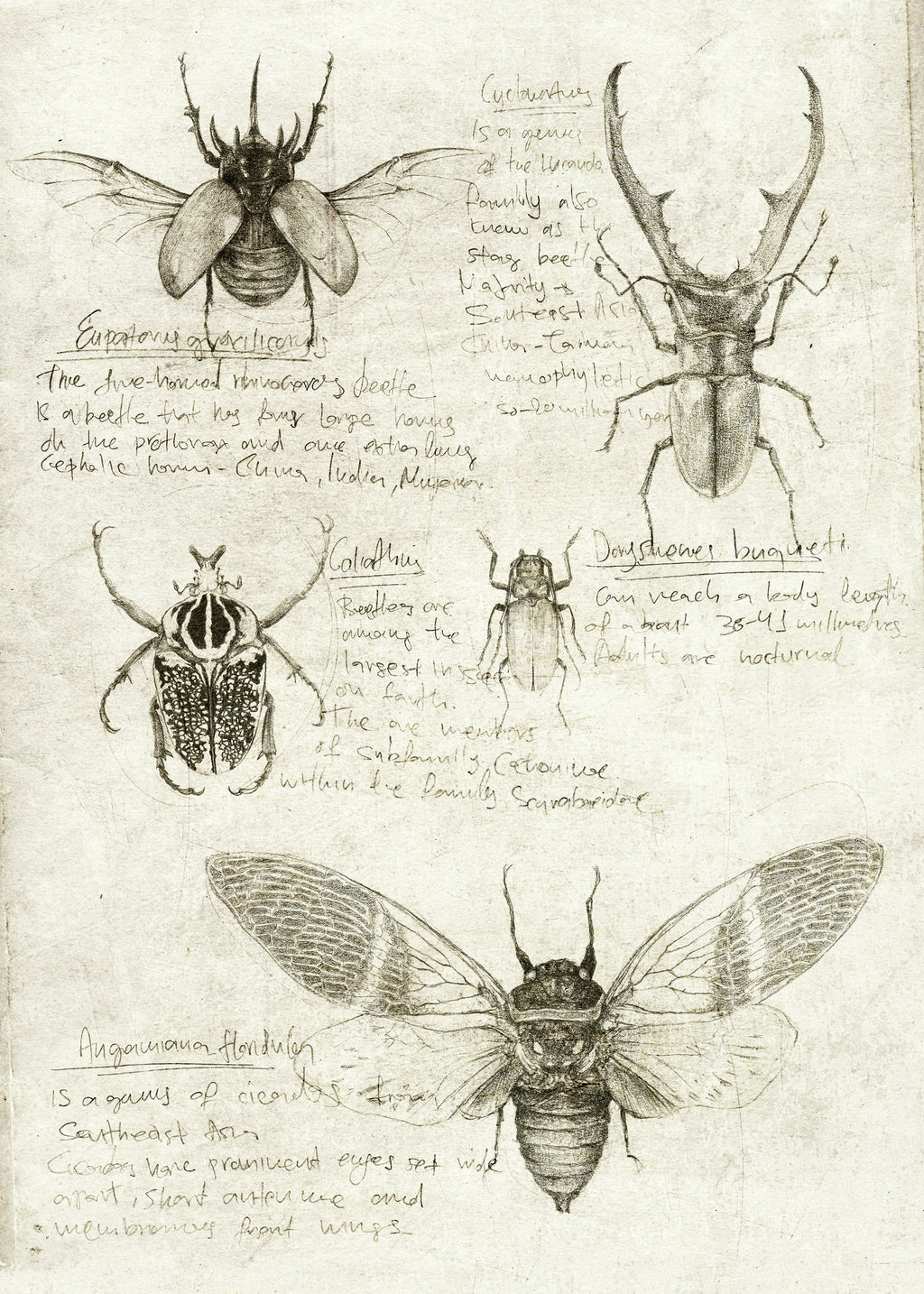 Insects - Unframed art print