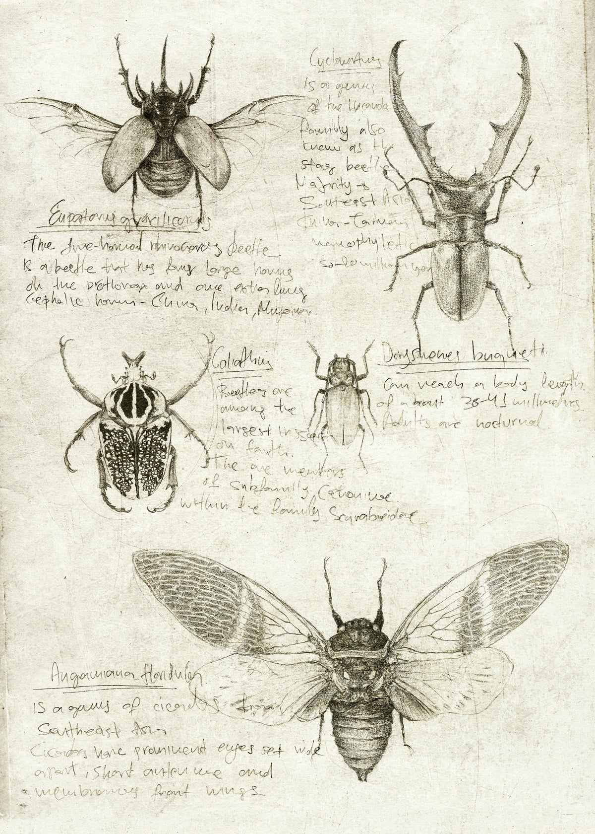 Insects - Unframed art print