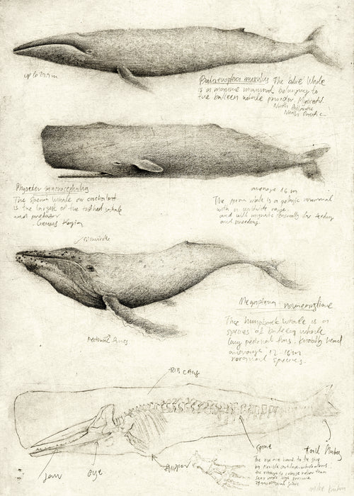 Whales - Unframed art print