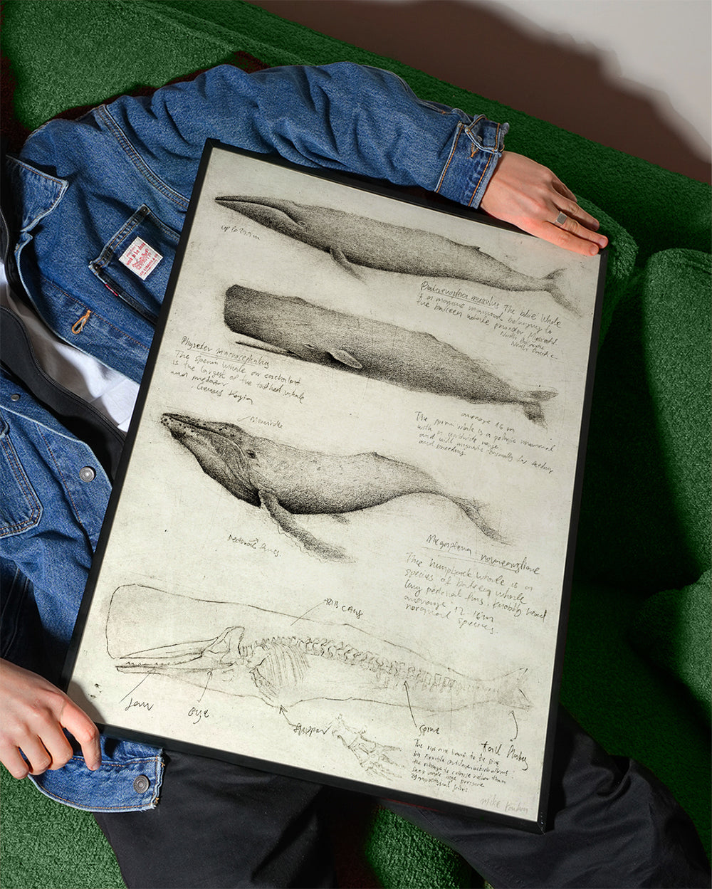 Whales