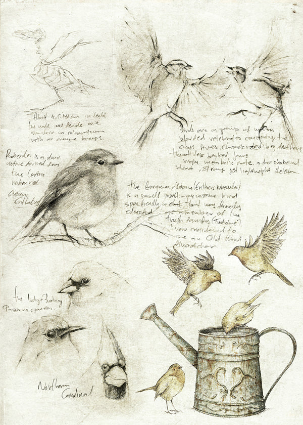 Birds
