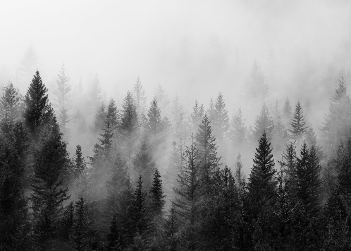 B&W Forrest - Unframed art print
