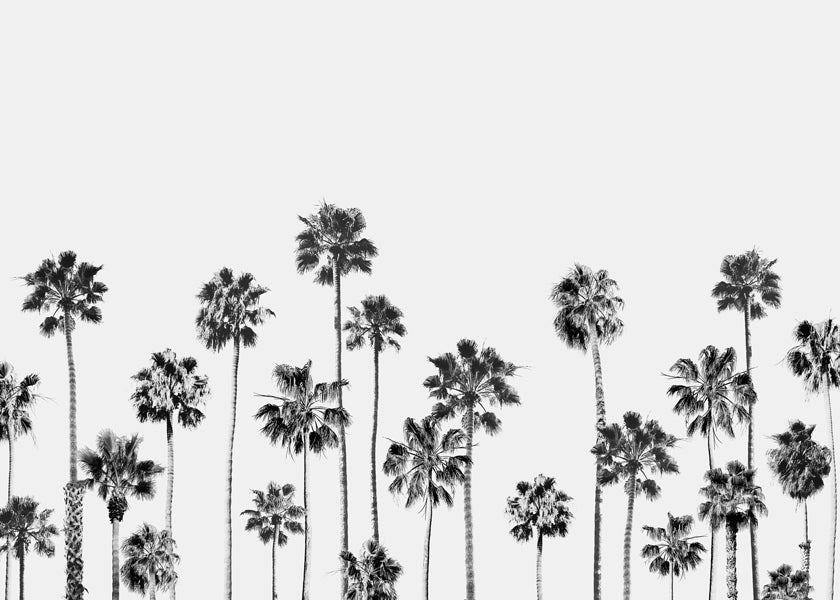 Black And White Palms 2