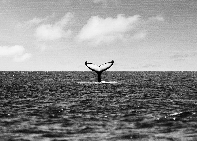 Whale Tail