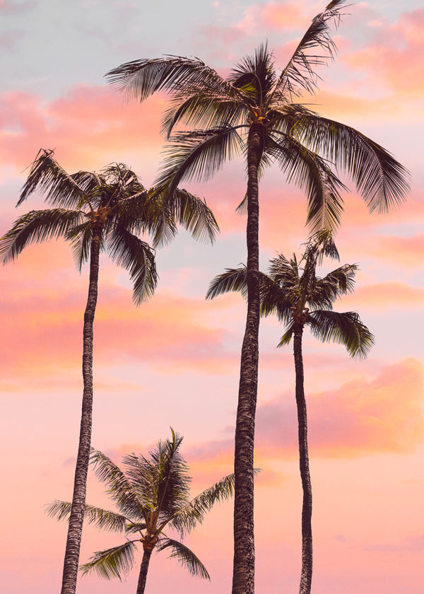 Sunset Palm Trees