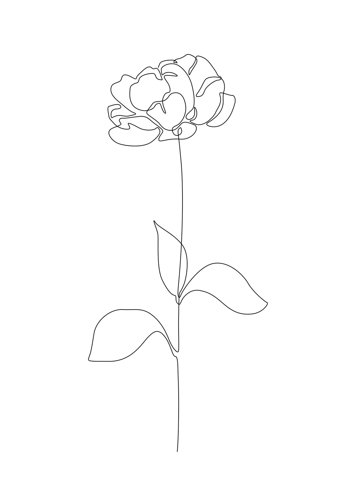 Peony - Unframed art print