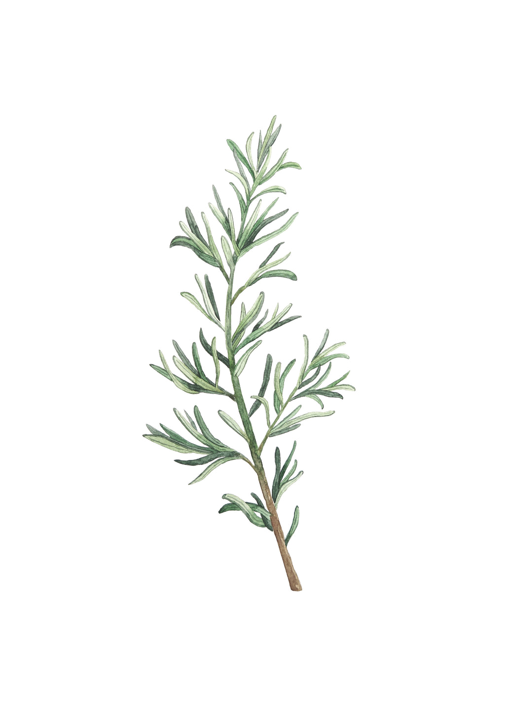 Rosemary Branch - Unframed art print