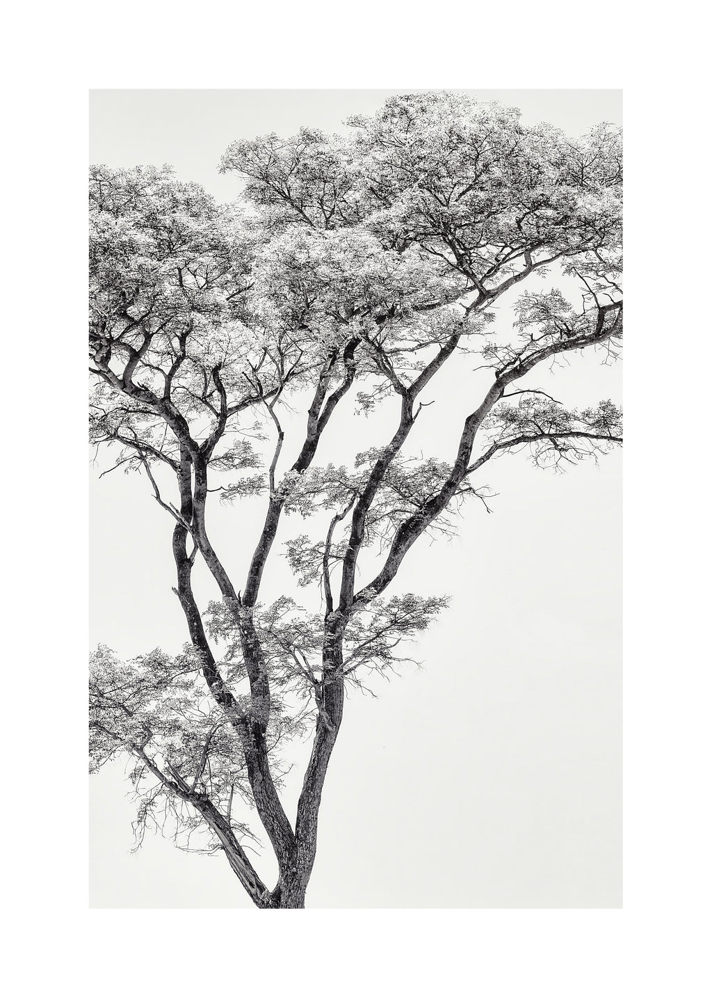 the African eagle - Unframed art print