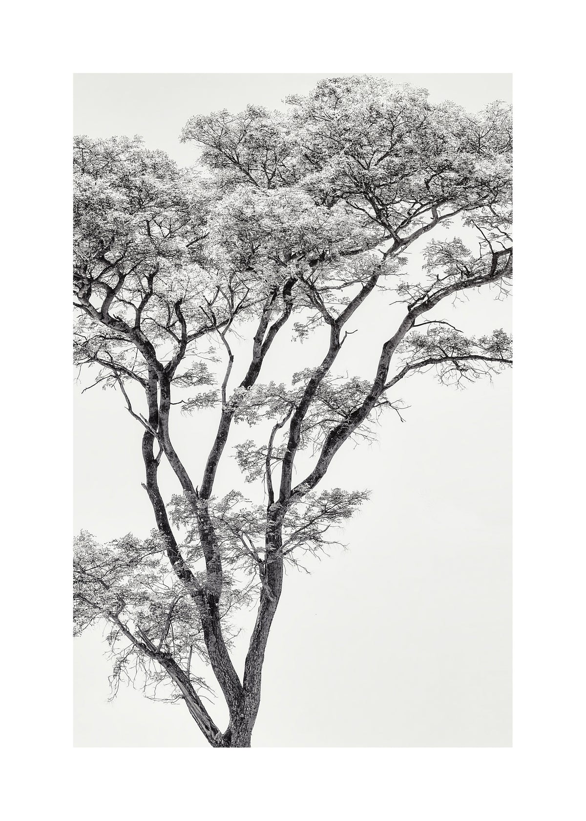 the African eagle - Unframed art print