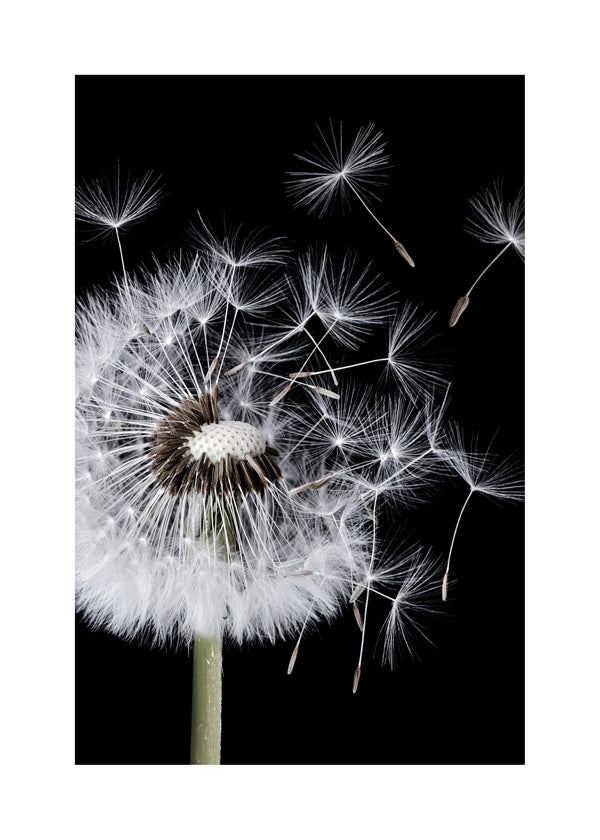 Dandelion Blowing