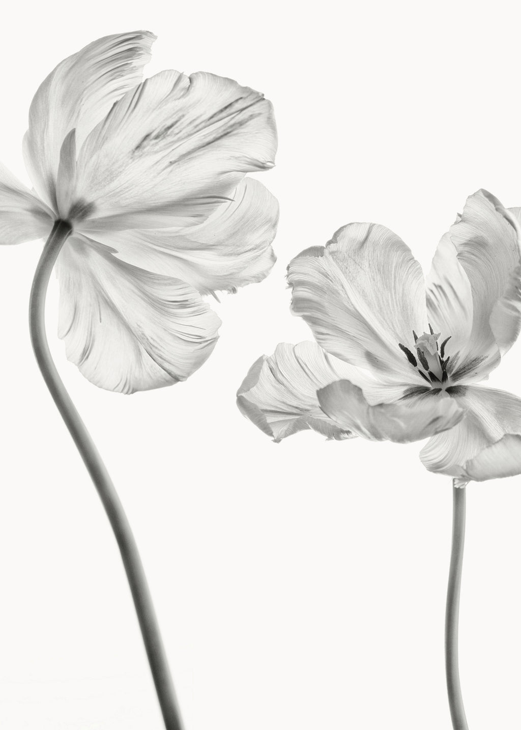 Same tulip front and backview - Unframed art print