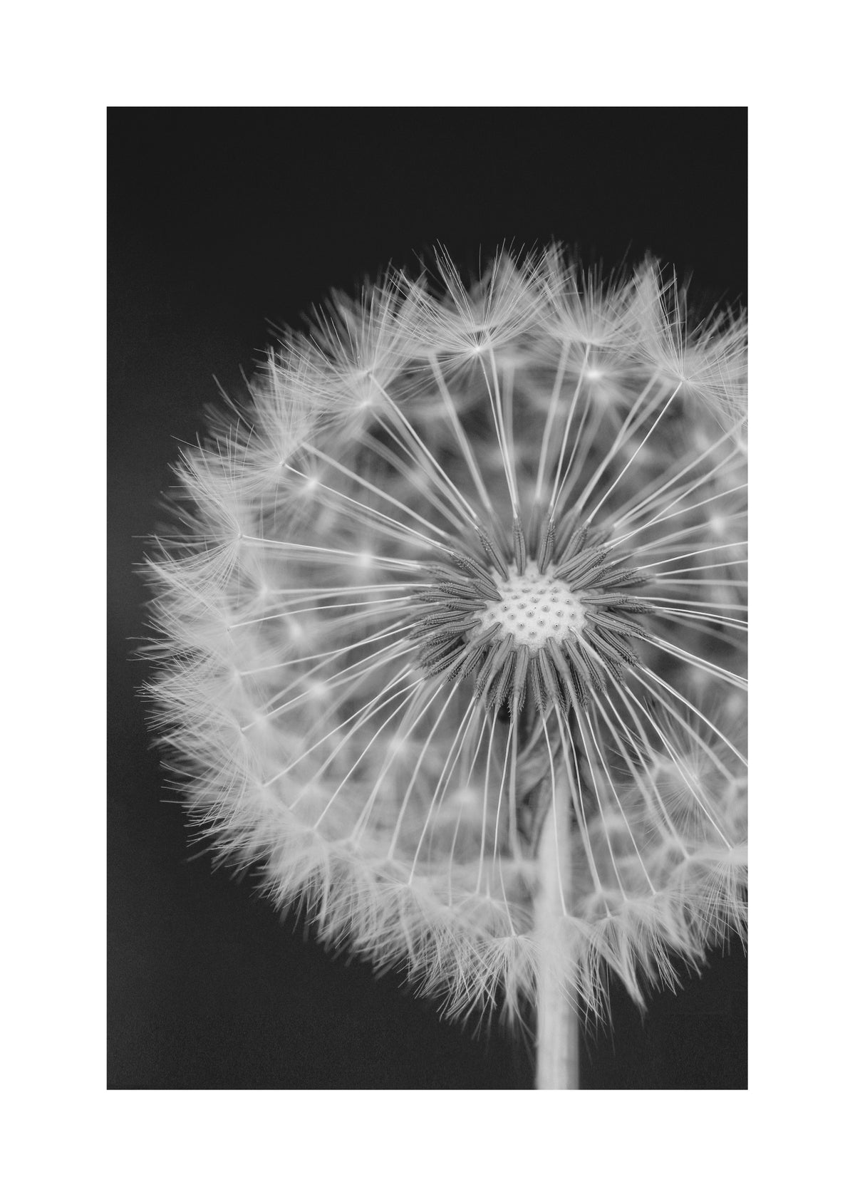 Dandelion - Unframed art print
