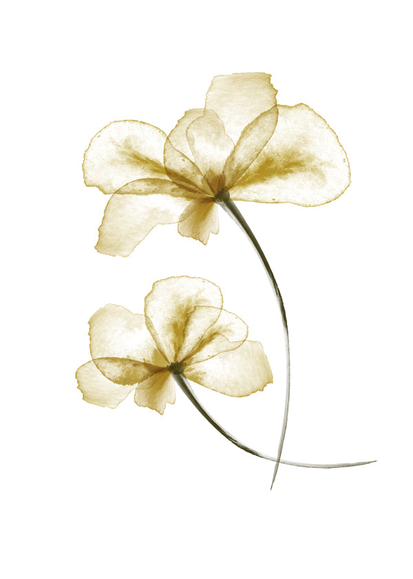 Pressed Flowers