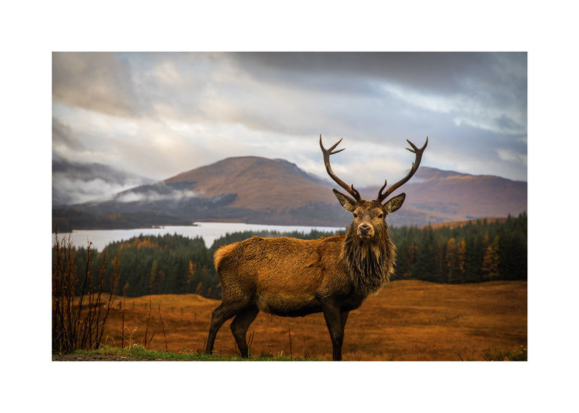 Scottish Stag