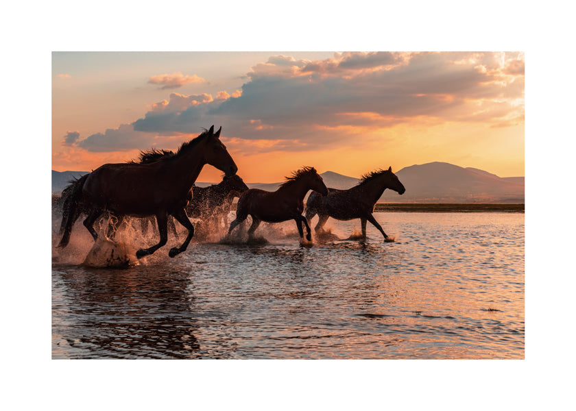 WATER HORSES
