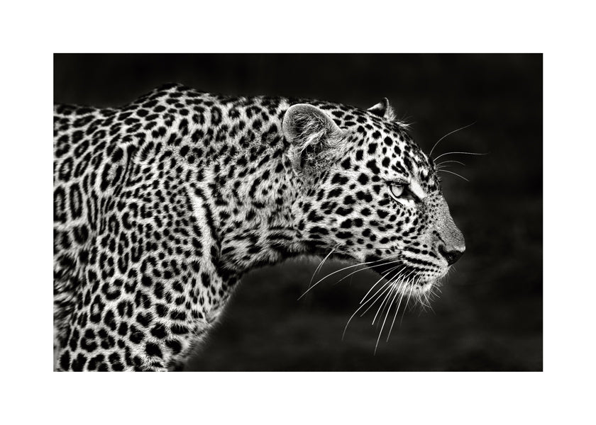 Leopard Close Up