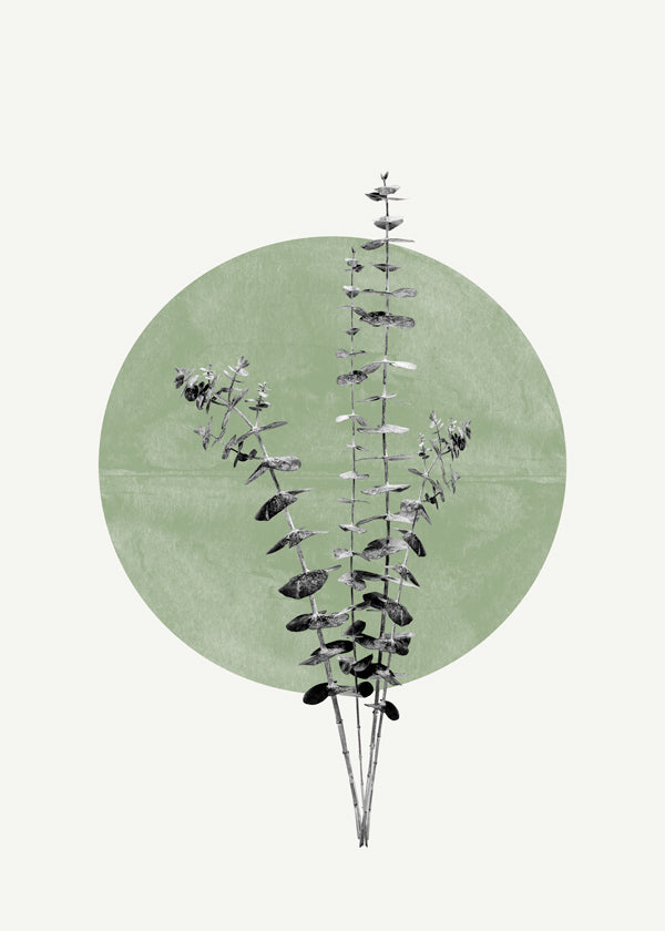 Eucalyptus and Green Moon