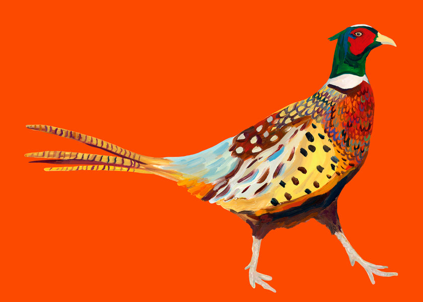 Strutting Pheasant On Orange