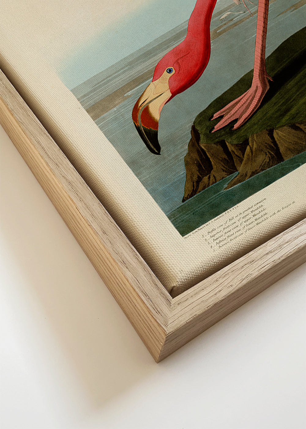 Audubon American Flamingo - The Birds of America