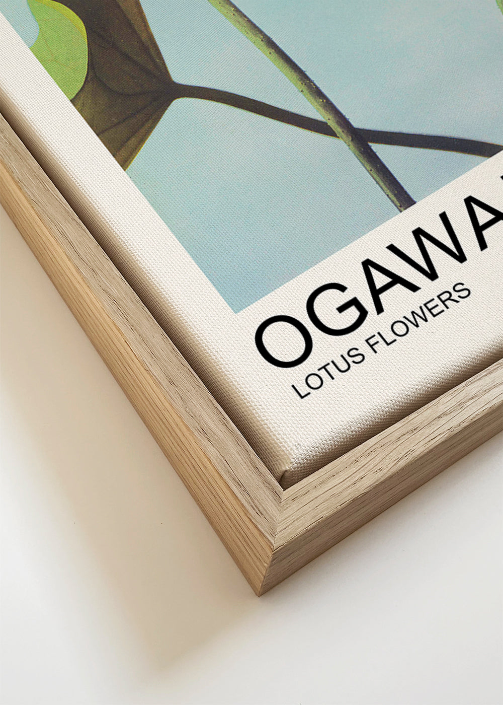 Lotus Flowers (Special Edition) - Ogawa Kazumasa